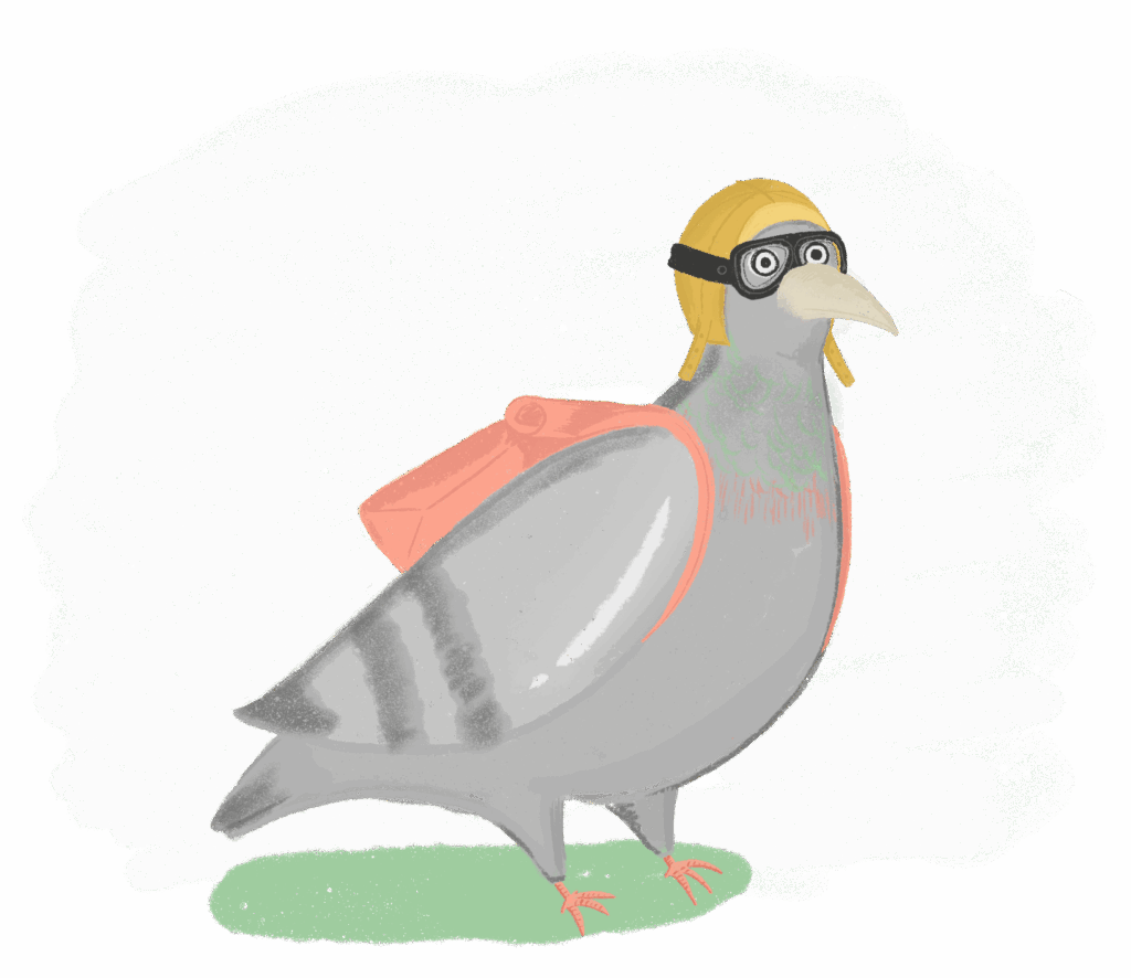 pigeon
